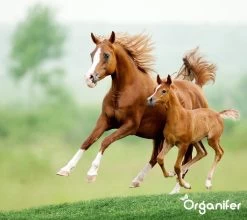 Kalk Korrel Meststof Verrijkt Met Magnesium (5Kg - Voor 100m2) Voor Dieper Bladgroen (+PH) Speciaal Voor Gazon, Perken, Moestuin En Openbaar Groen - Organifer -Tuinverzorgings Winkel 1200x1071 3