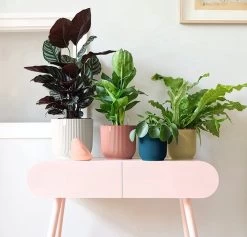 Elho Vibes Fold Rond 25 - Bloempot Voor Binnen - Ø 25.0 X H 23.0 Cm - Delicaat Roze -Tuinverzorgings Winkel 1200x1149 5