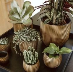 Capi Europe - Bloempot Bol Groove XL - 33x35 - Goud - Bloempot Voor Binnen - Opening ⌀28 - GVGB932 14 Capi Europe - Bloempot Bol Groove XL - 33x35 - Goud - Bloempot Voor Binnen - Opening ⌀28 - GVGB932 -Tuinverzorgings Winkel 1200x1191 10