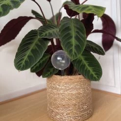 Merkloos JADI - Druppelsysteem - Waterdruppelaar Voor Uw Planten - Set Van 6 Stuks - 3 Grote & 3 Kleine - Transparante Waterbollen 7 Merkloos JADI - Druppelsysteem - Waterdruppelaar Voor Uw Planten - Set Van 6 Stuks - 3 Grote & 3 Kleine - Transparante Waterbollen -Tuinverzorgings Winkel 1200x1200 1465