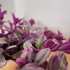 Merkloos JADI - Druppelsysteem - Waterdruppelaar Voor Uw Planten - Set Van 6 Stuks - 3 Grote & 3 Kleine - Transparante Waterbollen 8 Merkloos JADI - Druppelsysteem - Waterdruppelaar Voor Uw Planten - Set Van 6 Stuks - 3 Grote & 3 Kleine - Transparante Waterbollen -Tuinverzorgings Winkel 1200x1200 1466