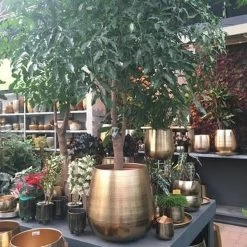 Gina Da Bloempot Karakter Goud - XL -Tuinverzorgings Winkel 1200x1200 1770