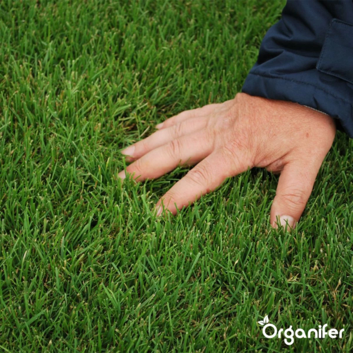 IJzersulfaat Meststof – Mos Verwijderaar – 5kg -Voor 250m2 (organifer) 4 IJzersulfaat Meststof – Mos Verwijderaar – 5kg -Voor 250m2 (organifer) - Afbeelding 2