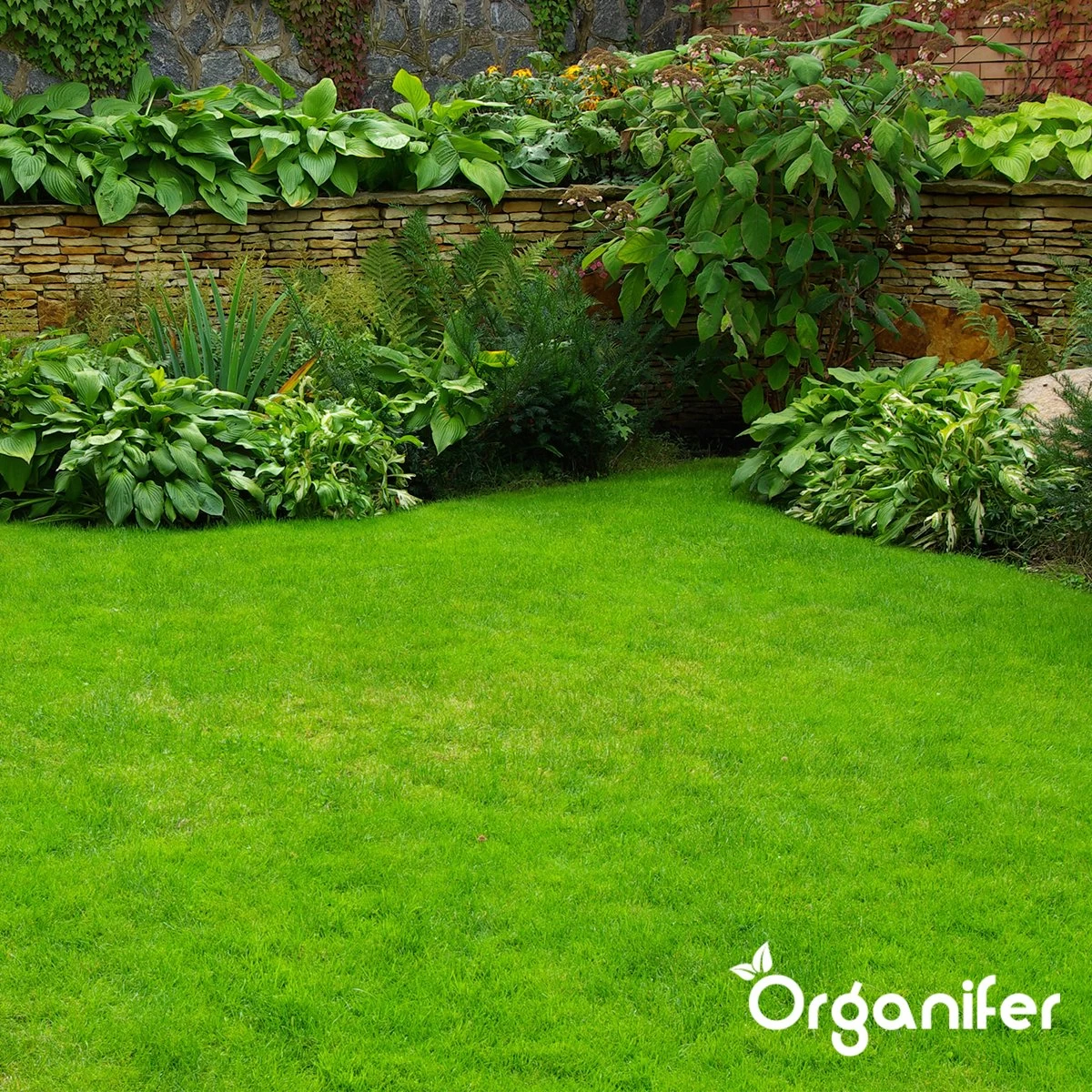 IJzersulfaat Meststof – Mos Verwijderaar – 5kg -Voor 250m2 (organifer) 5 IJzersulfaat Meststof – Mos Verwijderaar – 5kg -Voor 250m2 (organifer) - Afbeelding 3