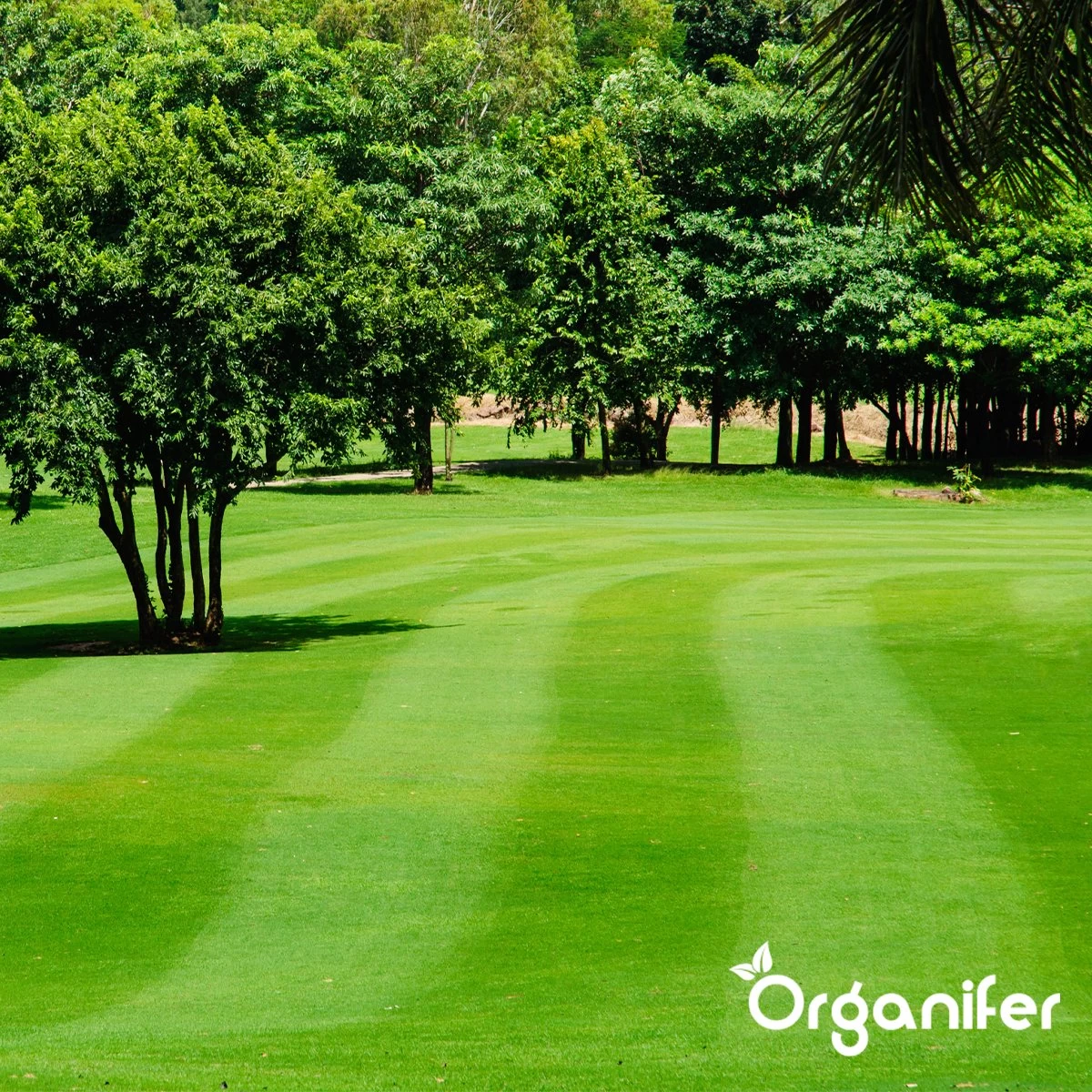 IJzersulfaat Meststof – Mos Verwijderaar – 5kg -Voor 250m2 (organifer) 9 IJzersulfaat Meststof – Mos Verwijderaar – 5kg -Voor 250m2 (organifer) - Afbeelding 7