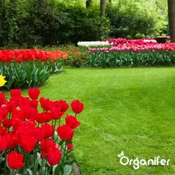 IJzersulfaat Meststof – Mos Verwijderaar – 5kg -Voor 250m2 (organifer) 22 IJzersulfaat Meststof – Mos Verwijderaar – 5kg -Voor 250m2 (organifer) -Tuinverzorgings Winkel 1200x1200 1794