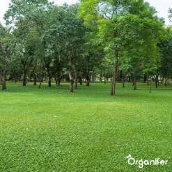 Kalk Korrel Meststof Verrijkt Met Magnesium (5Kg - Voor 100m2) Voor Dieper Bladgroen (+PH) Speciaal Voor Gazon, Perken, Moestuin En Openbaar Groen - Organifer -Tuinverzorgings Winkel 1200x1200 1815