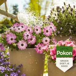 Pokon Terras & Balkonplanten Voeding - 1l - Plantenvoeding - 20ml Per 1L Water -Tuinverzorgings Winkel 1200x1200 1824