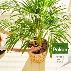 Pokon Palm Voeding - 250ml - Plantenvoeding - 10ml Per 1L Water 14 Pokon Palm Voeding - 250ml - Plantenvoeding - 10ml Per 1L Water -Tuinverzorgings Winkel 1200x1200 1832