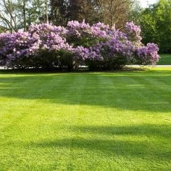 Snelwerkende Gazonmest Voor 100m² Gras | Meststof Voor Lente En Zomer | Ideaal Voor Meststofstrooier | Gazonbemesting -Tuinverzorgings Winkel 1200x1200 1846