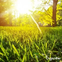 Gazonmest All-In-One (20Kg - Voor 400m2) Voor Een Diepgroen Sterk Gazon Zonder Mos En Onkruid - Complete Meststof Met Kalk En Grasversterker - Organifer -Tuinverzorgings Winkel 1200x1200 1864