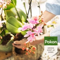 Pokon Orchidee Voeding - 250ml - Plantenvoeding - 10ml Per 1L Water 12 Pokon Orchidee Voeding - 250ml - Plantenvoeding - 10ml Per 1L Water -Tuinverzorgings Winkel 1200x1200 1875