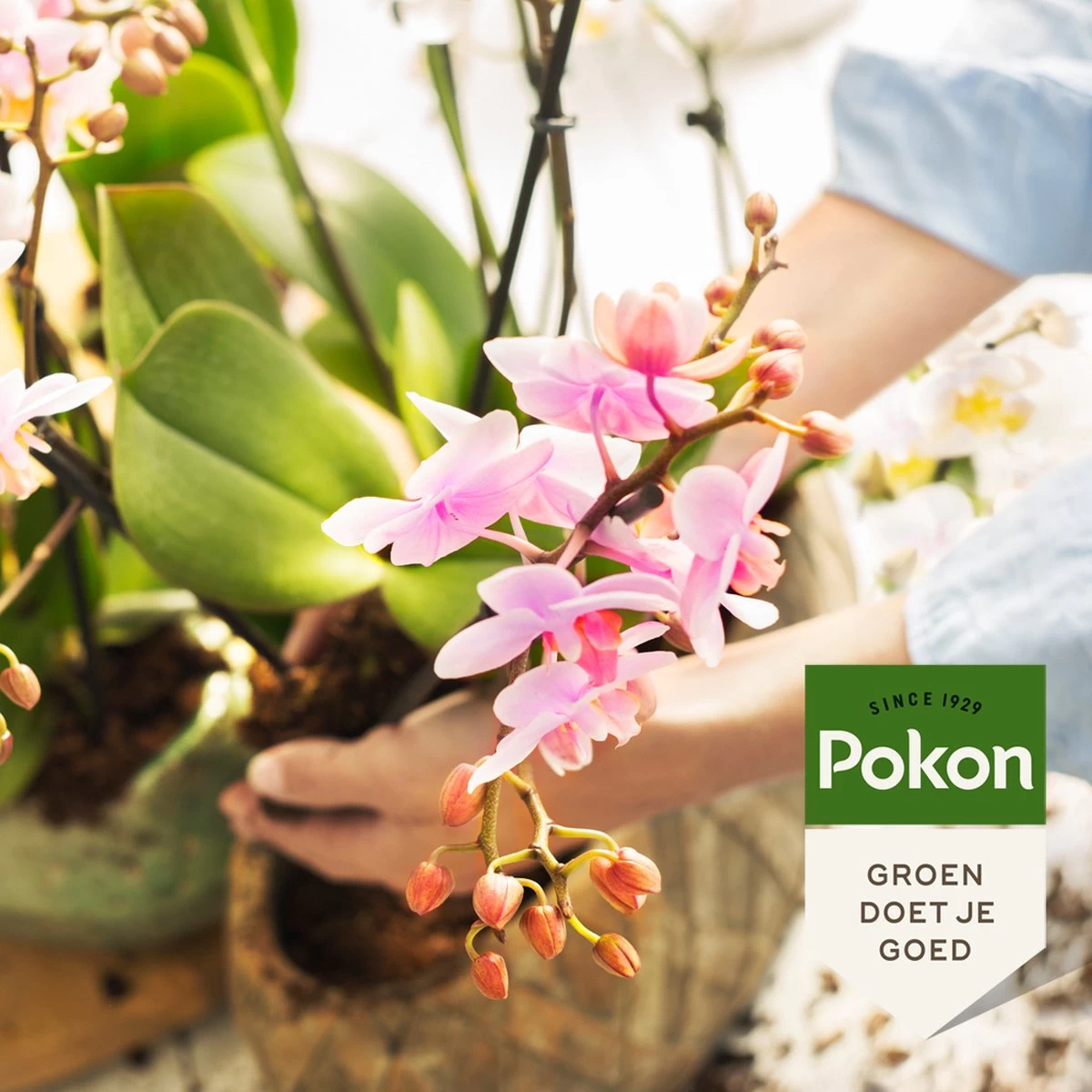 Pokon Orchidee Voeding - 250ml - Plantenvoeding - 10ml Per 1L Water 7 Pokon Orchidee Voeding - 250ml - Plantenvoeding - 10ml Per 1L Water - Afbeelding 5