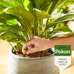 Pokon Kamerplanten Voedingskegels - 10st - Plantenvoeding - 6 Maanden Voeding 10 Pokon Kamerplanten Voedingskegels - 10st - Plantenvoeding - 6 Maanden Voeding -Tuinverzorgings Winkel 1200x1200 1876