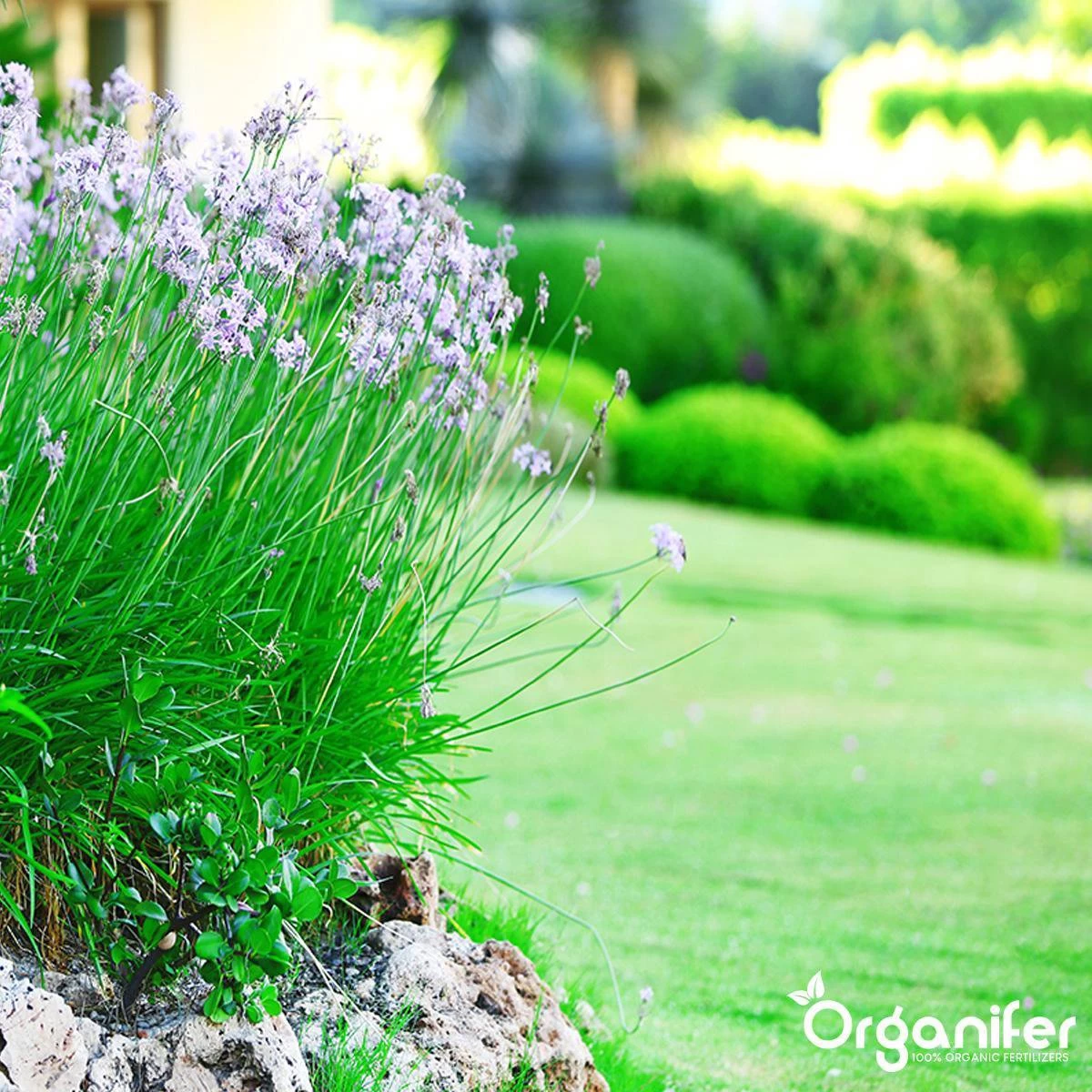 Lavameel Uit Eifel Oergesteente (20Kg Voor 200m2) Organifer 7 Lavameel Uit Eifel Oergesteente (20Kg Voor 200m2) Organifer - Afbeelding 5