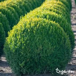 Lavameel Uit Eifel Oergesteente (20Kg Voor 200m2) Organifer 20 Lavameel Uit Eifel Oergesteente (20Kg Voor 200m2) Organifer -Tuinverzorgings Winkel 1200x1200 1899