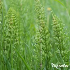 Lavameel Uit Eifel Oergesteente (20Kg Voor 200m2) Organifer 22 Lavameel Uit Eifel Oergesteente (20Kg Voor 200m2) Organifer -Tuinverzorgings Winkel 1200x1200 1901