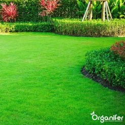 Gazonmest All-In-One (5Kg - Voor 100m2) Voor Een Diepgroen Sterk Gazon Zonder Mos En Onkruid - Complete Meststof Met Kalk En Grasversterker - Organifer 21 Gazonmest All-In-One (5Kg - Voor 100m2) Voor Een Diepgroen Sterk Gazon Zonder Mos En Onkruid - Complete Meststof Met Kalk En Grasversterker - Organifer -Tuinverzorgings Winkel 1200x1200 1909