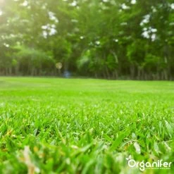 Gazonmest All-In-One (5Kg - Voor 100m2) Voor Een Diepgroen Sterk Gazon Zonder Mos En Onkruid - Complete Meststof Met Kalk En Grasversterker - Organifer 22 Gazonmest All-In-One (5Kg - Voor 100m2) Voor Een Diepgroen Sterk Gazon Zonder Mos En Onkruid - Complete Meststof Met Kalk En Grasversterker - Organifer -Tuinverzorgings Winkel 1200x1200 1910