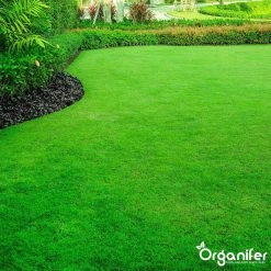 Gazonmest All-In-One (5Kg - Voor 100m2) Voor Een Diepgroen Sterk Gazon Zonder Mos En Onkruid - Complete Meststof Met Kalk En Grasversterker - Organifer 23 Gazonmest All-In-One (5Kg - Voor 100m2) Voor Een Diepgroen Sterk Gazon Zonder Mos En Onkruid - Complete Meststof Met Kalk En Grasversterker - Organifer -Tuinverzorgings Winkel 1200x1200 1911
