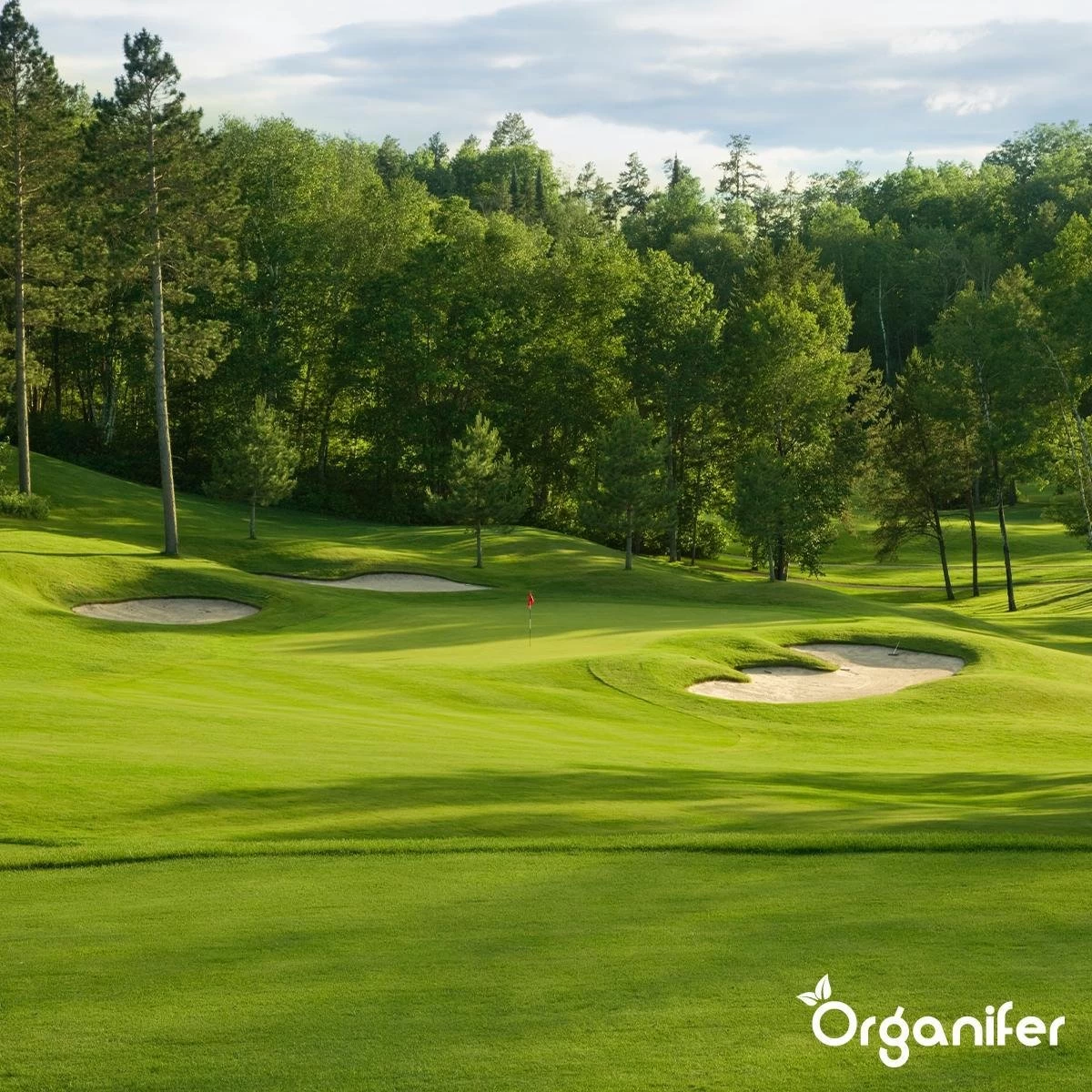 Gazonmest All-In-One (5Kg - Voor 100m2) Voor Een Diepgroen Sterk Gazon Zonder Mos En Onkruid - Complete Meststof Met Kalk En Grasversterker - Organifer 14 Gazonmest All-In-One (5Kg - Voor 100m2) Voor Een Diepgroen Sterk Gazon Zonder Mos En Onkruid - Complete Meststof Met Kalk En Grasversterker - Organifer - Afbeelding 12