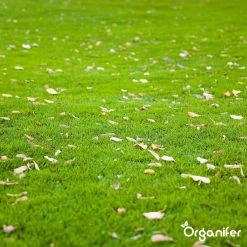 Gazonmest All-In-One (5Kg - Voor 100m2) Voor Een Diepgroen Sterk Gazon Zonder Mos En Onkruid - Complete Meststof Met Kalk En Grasversterker - Organifer 32 Gazonmest All-In-One (5Kg - Voor 100m2) Voor Een Diepgroen Sterk Gazon Zonder Mos En Onkruid - Complete Meststof Met Kalk En Grasversterker - Organifer -Tuinverzorgings Winkel 1200x1200 1920