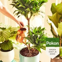 Pokon Kamerplanten Voeding - 500ml - Plantenvoeding - 20ml Per 1L Water -Tuinverzorgings Winkel 1200x1200 1934