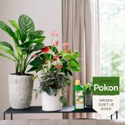 Pokon Kamerplanten Voeding - 500ml - Plantenvoeding - 20ml Per 1L Water -Tuinverzorgings Winkel 1200x1200 1935