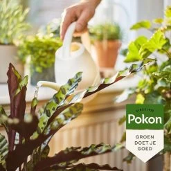 Pokon Bio Kamerplanten Voeding - 500ml - Plantenvoeding (bio) - 7ml Per 1L Water -Tuinverzorgings Winkel 1200x1200 1944