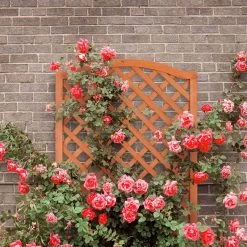 Relaxdays Plantenbak Met Klimrek - Bloembak Trellis - Rankhulp Hout - Voor Klimplanten 13 Relaxdays Plantenbak Met Klimrek - Bloembak Trellis - Rankhulp Hout - Voor Klimplanten -Tuinverzorgings Winkel 1200x1200 1979