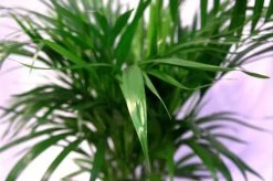 Pokon Powerspray Kamerplanten 300ml -Tuinverzorgings Winkel 1200x796 14