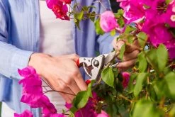 Felco 14 Snoeischaar | Ergonomisch | Voor Kleine Handen 7 Felco 14 Snoeischaar | Ergonomisch | Voor Kleine Handen -Tuinverzorgings Winkel 1200x800 369