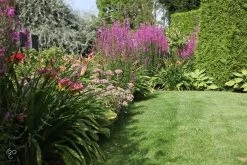 ECOstyle Tuinmest Organische Meststof - Border & Siertuin - Natuurlijke Meststof Gazon - 120 Dagen Voeding- 50 M² - 5 KG 12 ECOstyle Tuinmest Organische Meststof - Border & Siertuin - Natuurlijke Meststof Gazon - 120 Dagen Voeding- 50 M² - 5 KG -Tuinverzorgings Winkel 1200x800 503