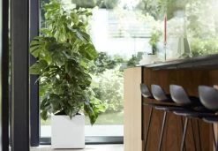 Elho Vivo Matt Finish Vierkant Wielen 40 - Grote Plantenbak Voor Binnen & Buiten - Gemaakt Van Gereycled Plastic - L 39 X W 39 X H 41 Cm - Wit -Tuinverzorgings Winkel 1200x832 2