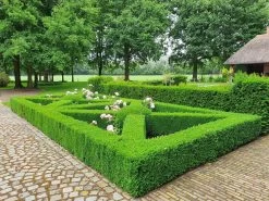 Topbuxus Buxus Health Mix -Tuinverzorgings Winkel 1200x899 38