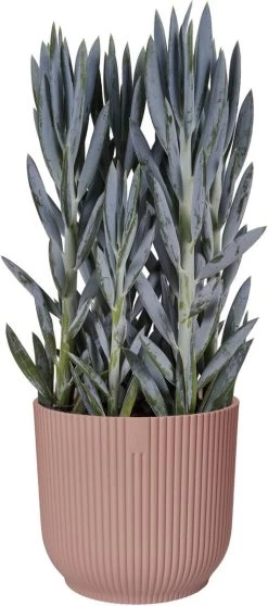 Elho Vibes Fold Rond 25 - Bloempot Voor Binnen - Ø 25.0 X H 23.0 Cm - Delicaat Roze -Tuinverzorgings Winkel 531x1200 2