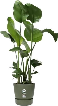 Elho Greenville Rond 30 - Grote Bloempot Voor Buiten - Gemaakt Van Gereycled Plastic - Ø 29.5 X H 27.8 Cm - Blad Groen -Tuinverzorgings Winkel 658x1200