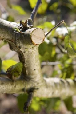 GARDENA - Comfort - Hefboomsnoeischaar Smartcut - Snoeischaar - Takdikte Max. 22 Mm -Tuinverzorgings Winkel 799x1200 49