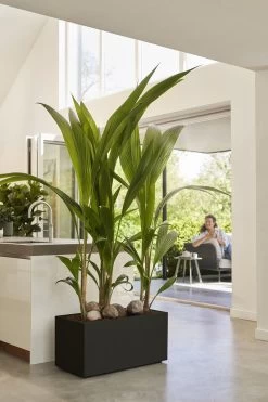 Elho Vivo Next Lang 60 - Bloempot Voor Binnen & Buiten - Ø 59.0 X H 29.2 Cm - Zwart/Living Black -Tuinverzorgings Winkel 800x1200 128