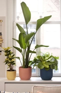 Elho Vibes Fold Rond 25 - Bloempot Voor Binnen - Ø 25.0 X H 23.0 Cm - Delicaat Roze -Tuinverzorgings Winkel 800x1200 132