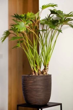 Capi Europe - Bloempot Bol Rib NL - 54x52 - Zwart - Voor Binnen En Buiten - KBLR935 -Tuinverzorgings Winkel 800x1200 146