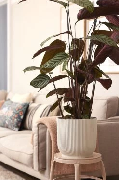 Elho Vibes Fold Rond Wielen 35 - Bloempot Voor Binnen - Ø 34.9 X H 32.4 Cm - Zijdewit -Tuinverzorgings Winkel 800x1200 148