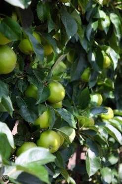 ECOStyle Vinassekali Organische Meststof - Vuor Kaliumtekort - Voor Moestuin, Siertuin En Fruit - Hoger Weerstand Tegen Droogte & Vorst - 15M² - 800 GR 17 ECOStyle Vinassekali Organische Meststof - Vuor Kaliumtekort - Voor Moestuin, Siertuin En Fruit - Hoger Weerstand Tegen Droogte & Vorst - 15M² - 800 GR -Tuinverzorgings Winkel 800x1200 151