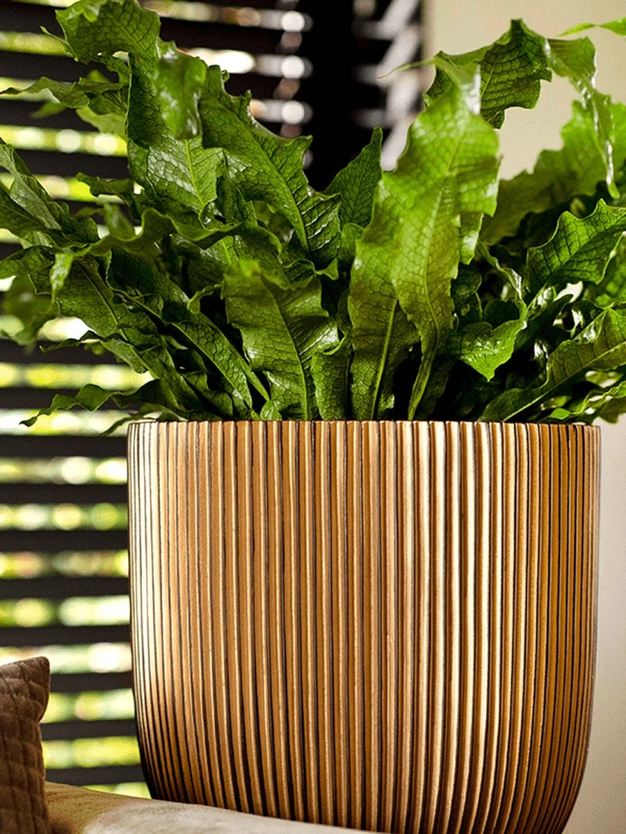 Capi Europe - Bloempot Bol Groove XL - 33x35 - Goud - Bloempot Voor Binnen - Opening ⌀28 - GVGB932 8 Capi Europe - Bloempot Bol Groove XL - 33x35 - Goud - Bloempot Voor Binnen - Opening ⌀28 - GVGB932 - Afbeelding 6