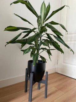 Plantenstandaard Binnen - Diameter Tot 24 Cm - Plantenkruk - Bloempotten Voor Binnen - Plantentafeltje Voor Binnen - Bloempot Standaard | Plantenstandaard - Hout - Mat Zwart -Tuinverzorgings Winkel 900x1200 33