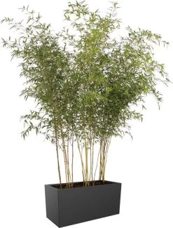 Elho Vivo Matt Finish Lang Wielen 90 - Grote Staande Plantenbak Voor Binnen & Buiten - Gemaakt Van Gereycled Plastic - L 39 X W 88 X H 41 Cm - Zwart 17 Elho Vivo Matt Finish Lang Wielen 90 - Grote Staande Plantenbak Voor Binnen & Buiten - Gemaakt Van Gereycled Plastic - L 39 X W 88 X H 41 Cm - Zwart -Tuinverzorgings Winkel 911x1200 1