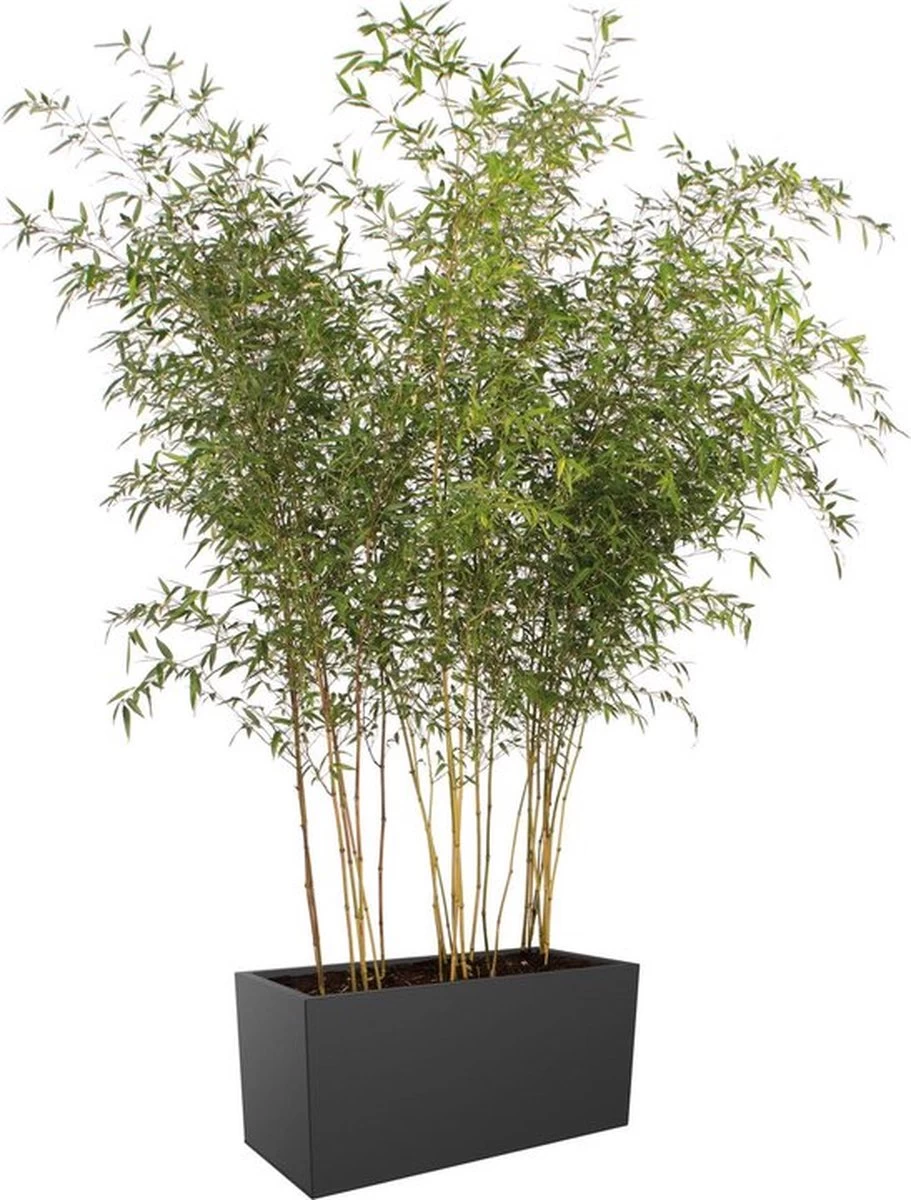Elho Vivo Matt Finish Lang Wielen 90 - Grote Staande Plantenbak Voor Binnen & Buiten - Gemaakt Van Gereycled Plastic - L 39 X W 88 X H 41 Cm - Zwart 7 Elho Vivo Matt Finish Lang Wielen 90 - Grote Staande Plantenbak Voor Binnen & Buiten - Gemaakt Van Gereycled Plastic - L 39 X W 88 X H 41 Cm - Zwart - Afbeelding 5