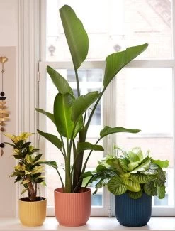 Elho Vibes Fold Rond 25 - Bloempot Voor Binnen - Ø 25.0 X H 23.0 Cm - Delicaat Roze -Tuinverzorgings Winkel 911x1200